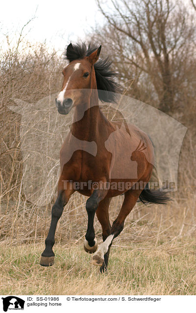 galloping horse / SS-01986