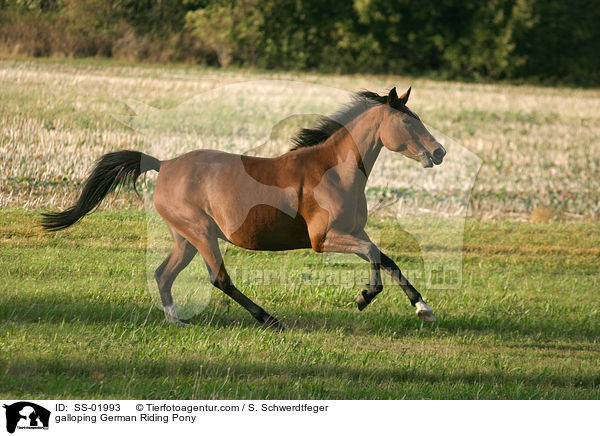 galloping German Riding Pony / SS-01993