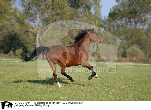 galloping German Riding Pony / SS-01994