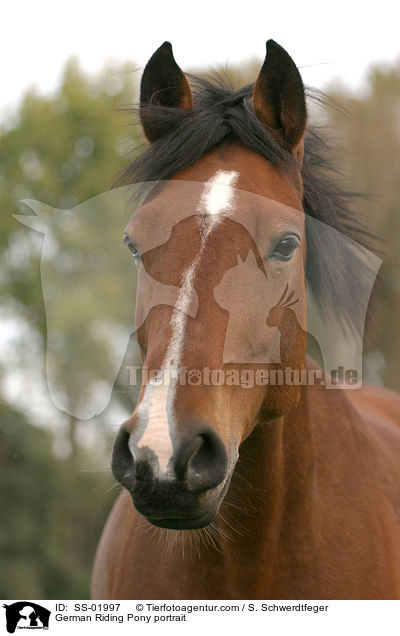 German Riding Pony portrait / SS-01997