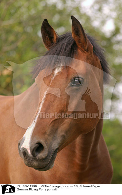 German Riding Pony portrait / SS-01998