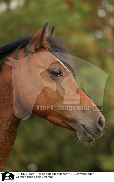German Riding Pony Portrait / SS-02025