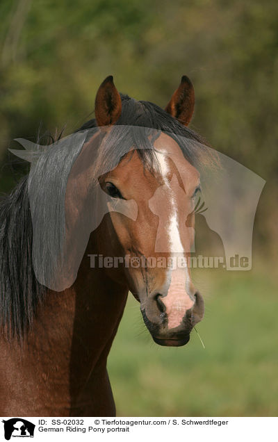 Deutsches Reitpony Portrait / Pony portrait / SS-02032