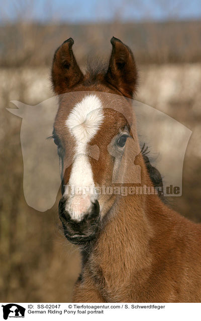 German Riding Pony foal portrait / SS-02047