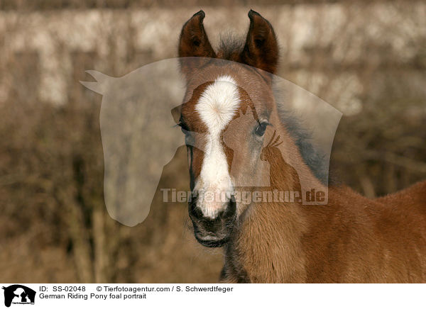 German Riding Pony foal portrait / SS-02048