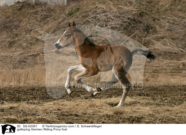 galloping German Riding Pony foal / SS-02061