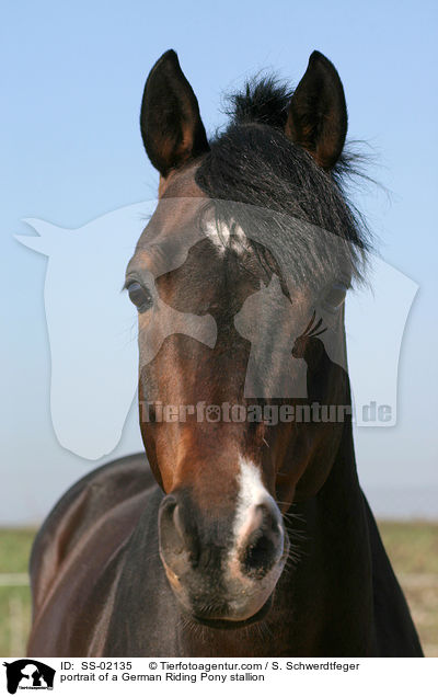 portrait of a German Riding Pony stallion / SS-02135