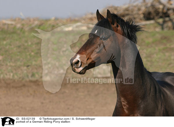 portrait of a German Riding Pony stallion / SS-02139