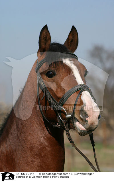 portrait of a German Riding Pony stallion / SS-02144