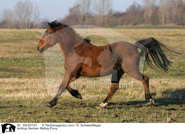 Deutsches Reitpony im Trab / trotting pony / SS-02157