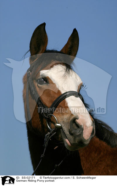 German Riding Pony portrait / SS-02171