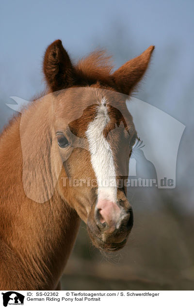 German Riding Pony foal Portrait / SS-02362