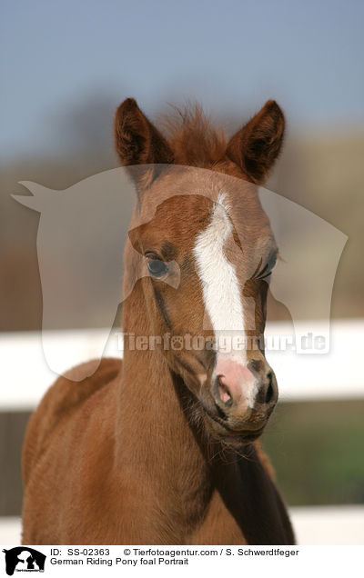 German Riding Pony foal Portrait / SS-02363