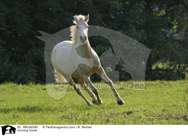 running horse / RR-06590