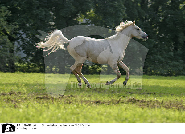 running horse / RR-06596