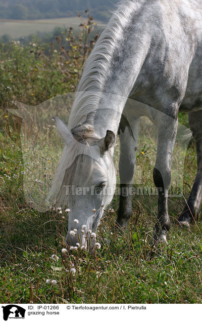 grasendes Pferd / grazing horse / IP-01266