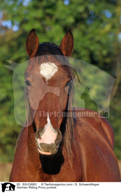 Deutsches Reitpony Portrait / pony portrait / SS-03883