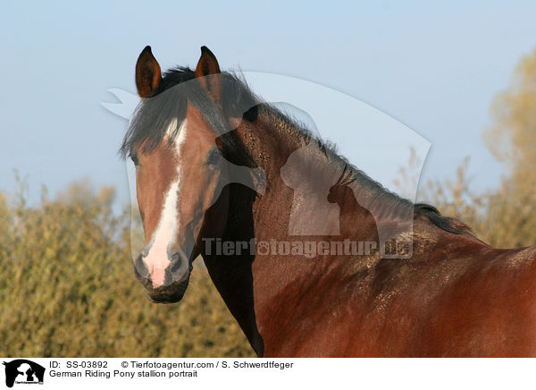 German Riding Pony stallion portrait / SS-03892