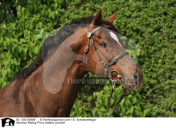 German Riding Pony stallion portrait / SS-03899