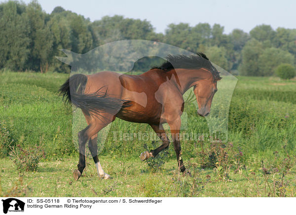 trotting German Riding Pony / SS-05118