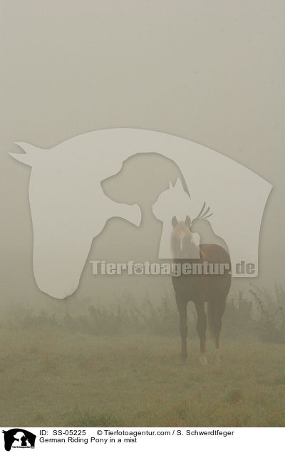 German Riding Pony in a mist / SS-05225