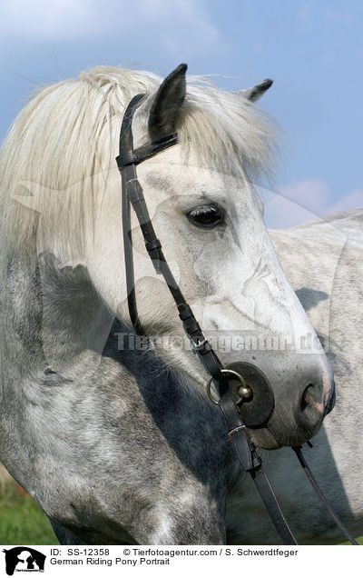 German Riding Pony Portrait / SS-12358