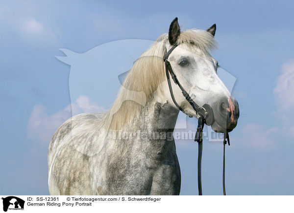 German Riding Pony Portrait / SS-12361