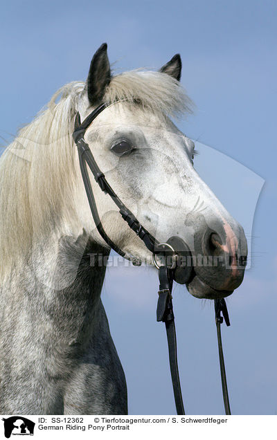 German Riding Pony Portrait / SS-12362