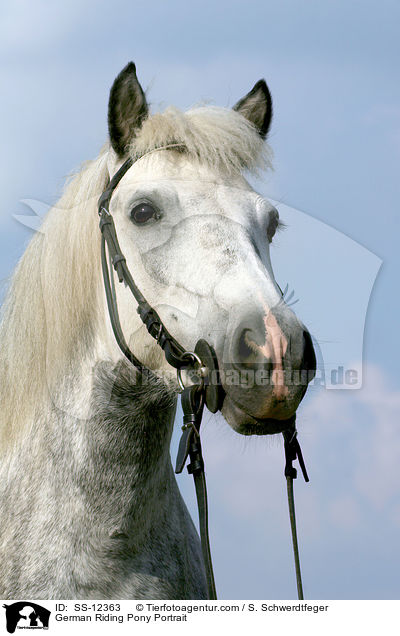 German Riding Pony Portrait / SS-12363
