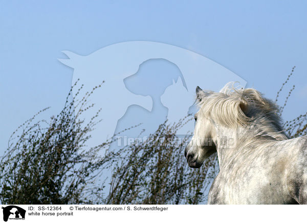 white horse portrait / SS-12364