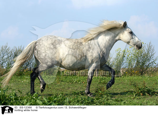 trotting white horse / SS-12366