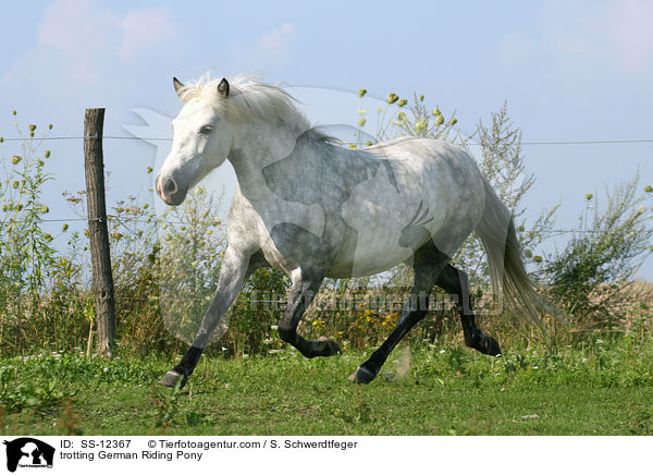 trotting German Riding Pony / SS-12367
