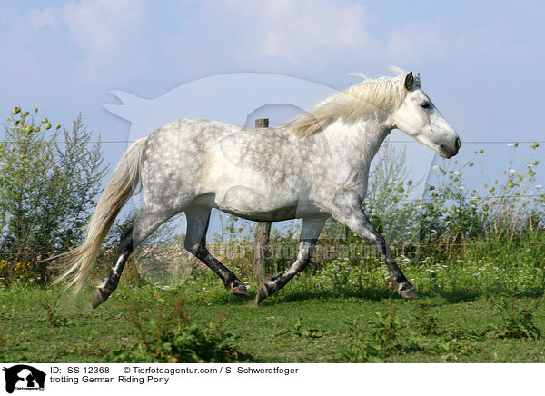 trotting German Riding Pony / SS-12368