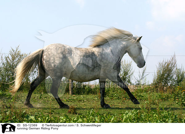 running German Riding Pony / SS-12369