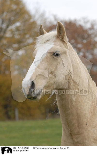 horse portrait / AP-04132