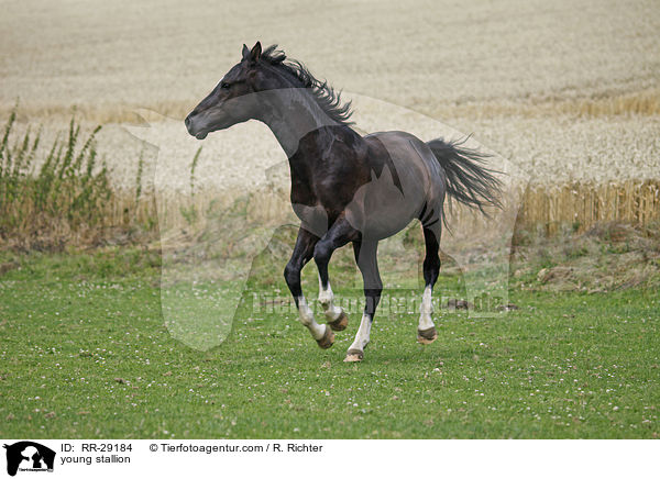 young stallion / RR-29184