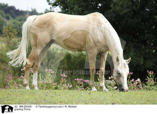 grazing Pony / RR-29306
