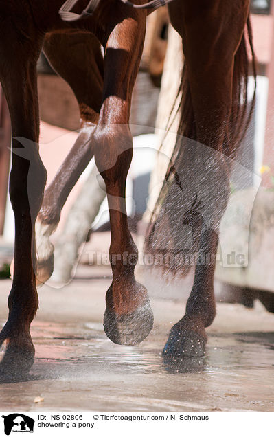 Deutsches Reitpony wird geduscht / showering a pony / NS-02806