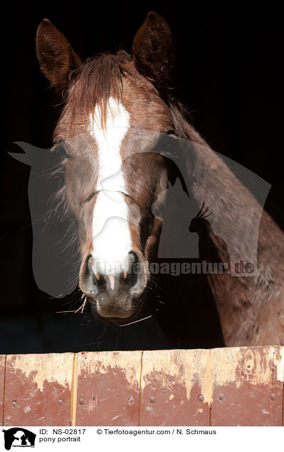 pony portrait / NS-02817