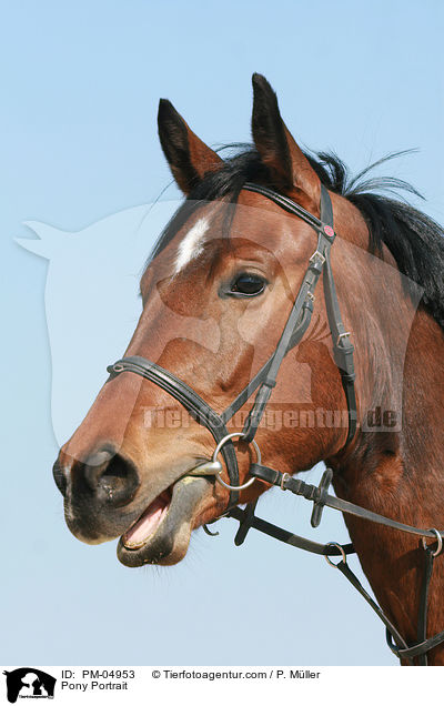 Pony Portrait / PM-04953