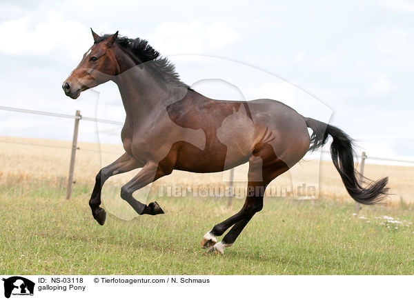 galloping Pony / NS-03118