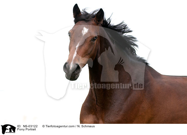 Pony Portrait / NS-03122
