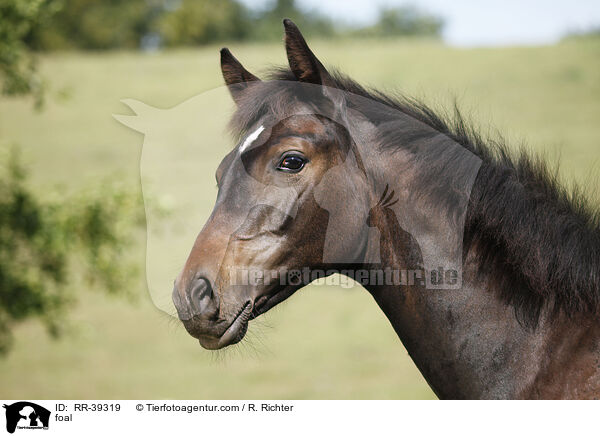 foal / RR-39319