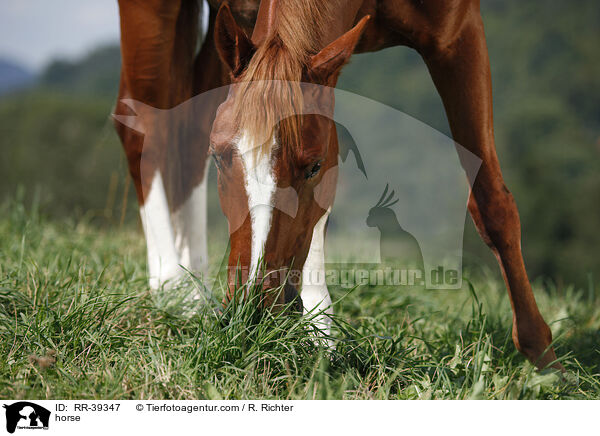 Deutsches Reitpony / horse / RR-39347