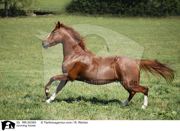 running horse / RR-39360