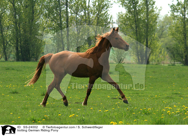 trotting German Riding Pony / SS-24002