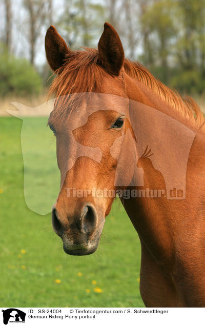 German Riding Pony portrait / SS-24004