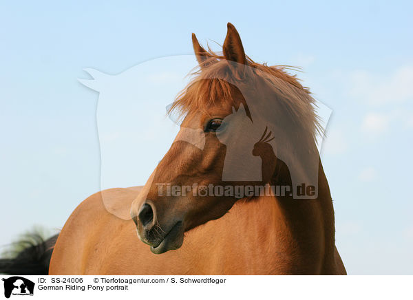 German Riding Pony portrait / SS-24006