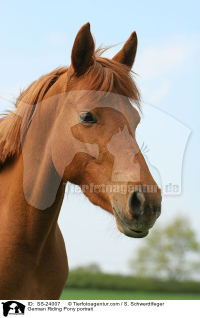German Riding Pony portrait / SS-24007