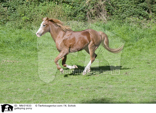 galloping pony / NN-01633